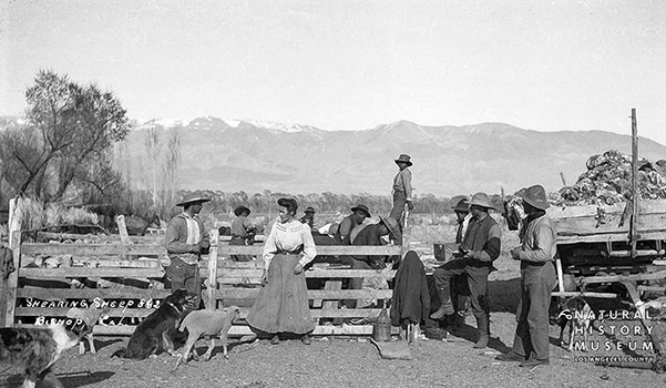 sheep shearing